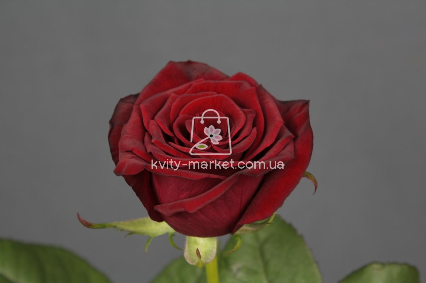 гран при опт фото