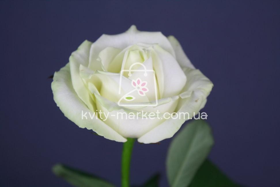 роза аваланч опт фото